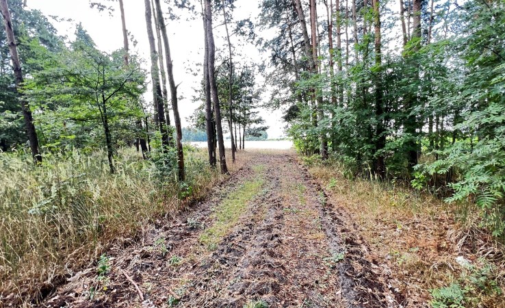 działka na sprzedaż - Ujazd, Ciosny, Józefów
